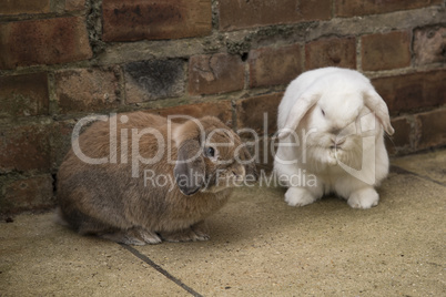Brown and white Mini Lop rabbits on the ground