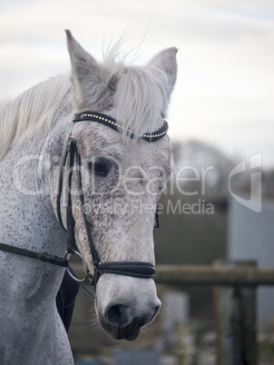 Grey dressage horse being ridden in a snaffle bridle