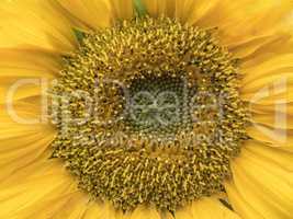 Close up the centre of a sunflower
