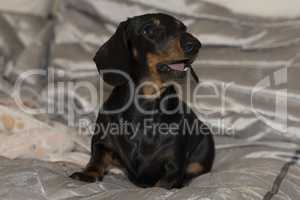 Black and tan Miniature Dachshund puppy sitting with mouth open