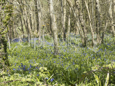 English Bluebell wood in springtime