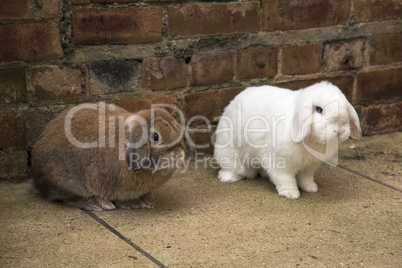 Brown and white mini lop rabbits on the ground