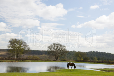New Forest Pony grazing at Bratley View