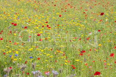 Wildflower meadow in summer