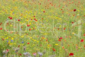 Wildflower meadow in summer