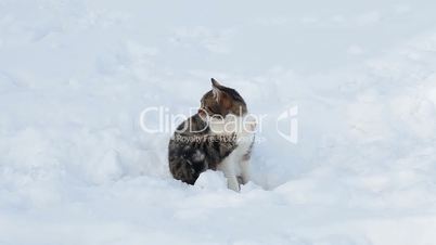 Beautiful cat in snow in winter