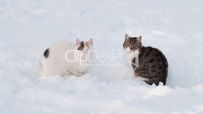Two cats in the snow in winter
