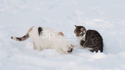 Two cats in the snow in winter