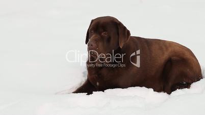 Brown Labrador lying in winter