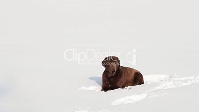 Barking chocolate Labrador in the snow in winter