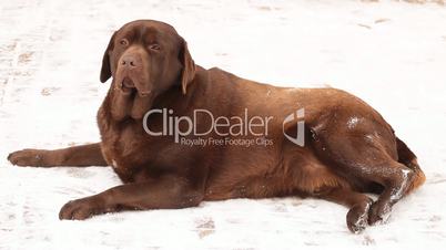 Chocolate brown Labrador sitting in the snow in winter