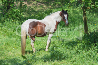 Braun weißes Pferd auf einer Weide