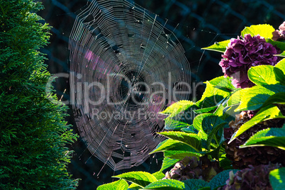 Spinnennetz mit Morgentau mit Gegenlicht