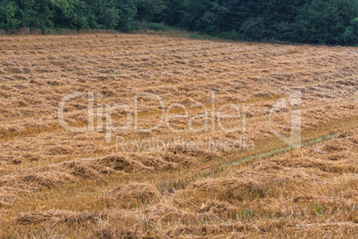 Abgemähten Stoppelfeld, Getreidefeld nach der Ernte.