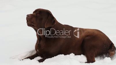 Barking chocolate Labrador in the snow in winter