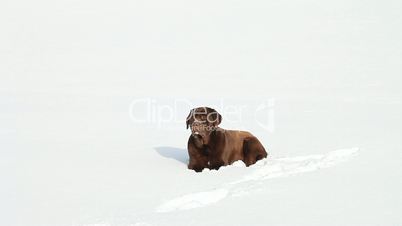 Chocolate brown Labrador in the snow in winter