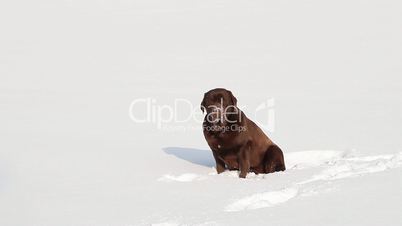 Chocolate brown Labrador sitting in the snow in winter