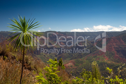 Waimea Canyon