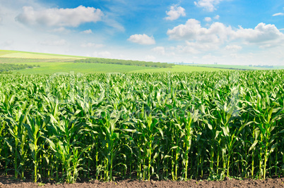 green corn field and blue sky