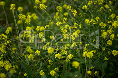 Close -up of yellow wild flowers