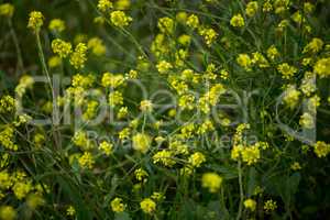 Close -up of yellow wild flowers