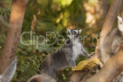 Lemur, Lemuroidea, is endemic to in Madagascar