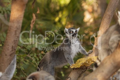 Lemur, Lemuroidea, is endemic to in Madagascar