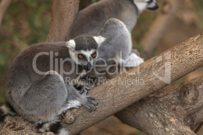 Lemur, Lemuroidea, is endemic to in Madagascar