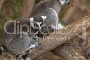 Lemur, Lemuroidea, is endemic to in Madagascar