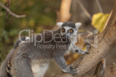 Lemur, Lemuroidea, is endemic to in Madagascar