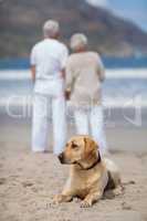 Senior couple standing on the beach with dog