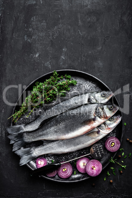 sea bass fish