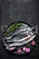 sea bass fish