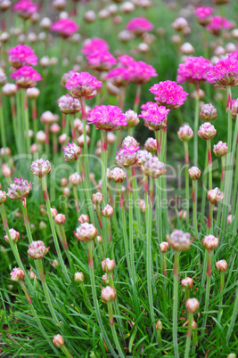 Grasnelke (Armeria maritima)