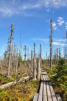 Totholz im Nationalpark Bayerischen Wald