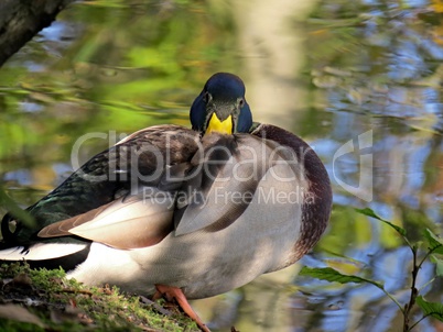 erpel der Stockente schlafend