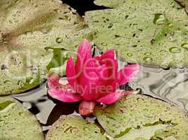 rosa Teichrose mit Wasserperlen