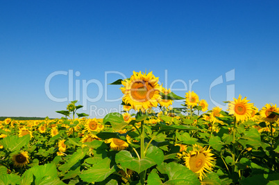 Sunflower flower against the blue sky and a blossoming field