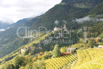 Weinberge vor Schloß Tirol bei Meran