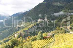 Weinberge vor Schloß Tirol bei Meran