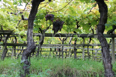 Weinanbau in Dorf Tirol