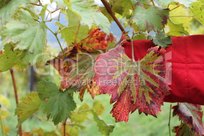 Weinblatt im Herbst vor Rot