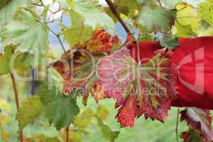 Weinblatt im Herbst vor Rot