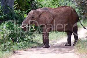 Elephant eating a branch on a trail