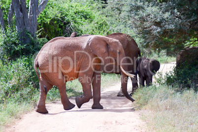 Elephant herd crossing the trail