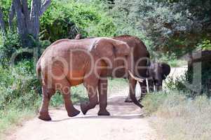 Elephant herd crossing the trail