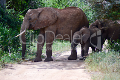 Elephant and her cub crossing