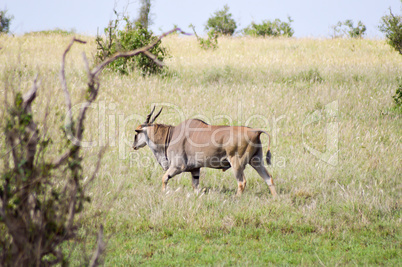 Grand Kudu move to the savanna