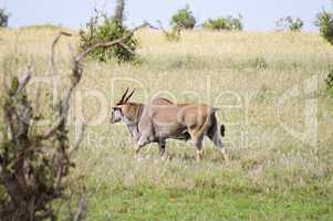 Grand Kudu move to the savanna
