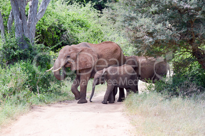 Elephant and her cub crossing the track